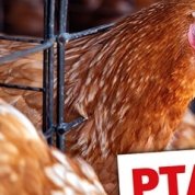 Ptačí chřipka - aktuální nařízení a informace pro chovatele